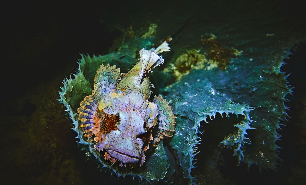 1 Rohan Shrestha's photography series of Raja Ampat's marine life.