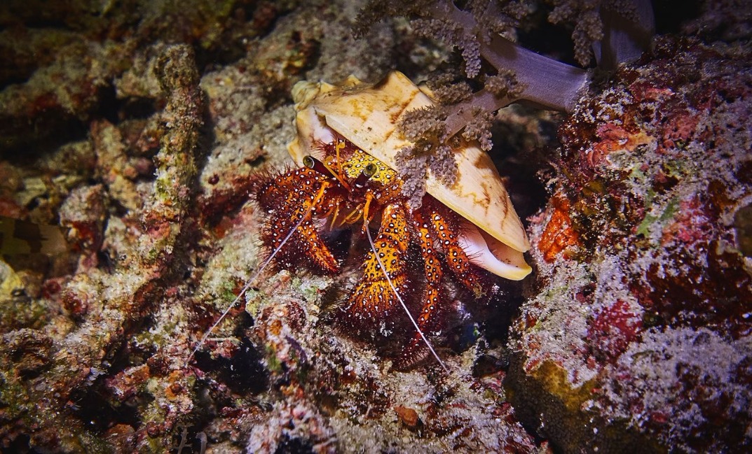 10-resized Rohan Shrestha's photography series of Raja Ampat's marine life.