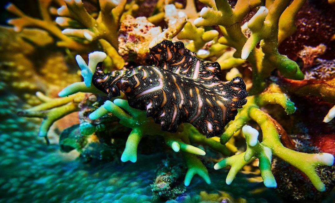 11-resized Rohan Shrestha's photography series of Raja Ampat's marine life.