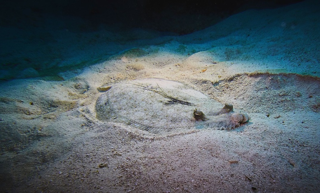 12-resized Rohan Shrestha's photography series of Raja Ampat's marine life.