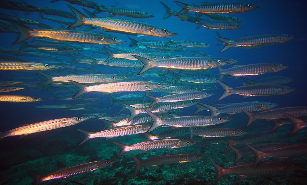 13-resized Rohan Shrestha's photography series of Raja Ampat's marine life.
