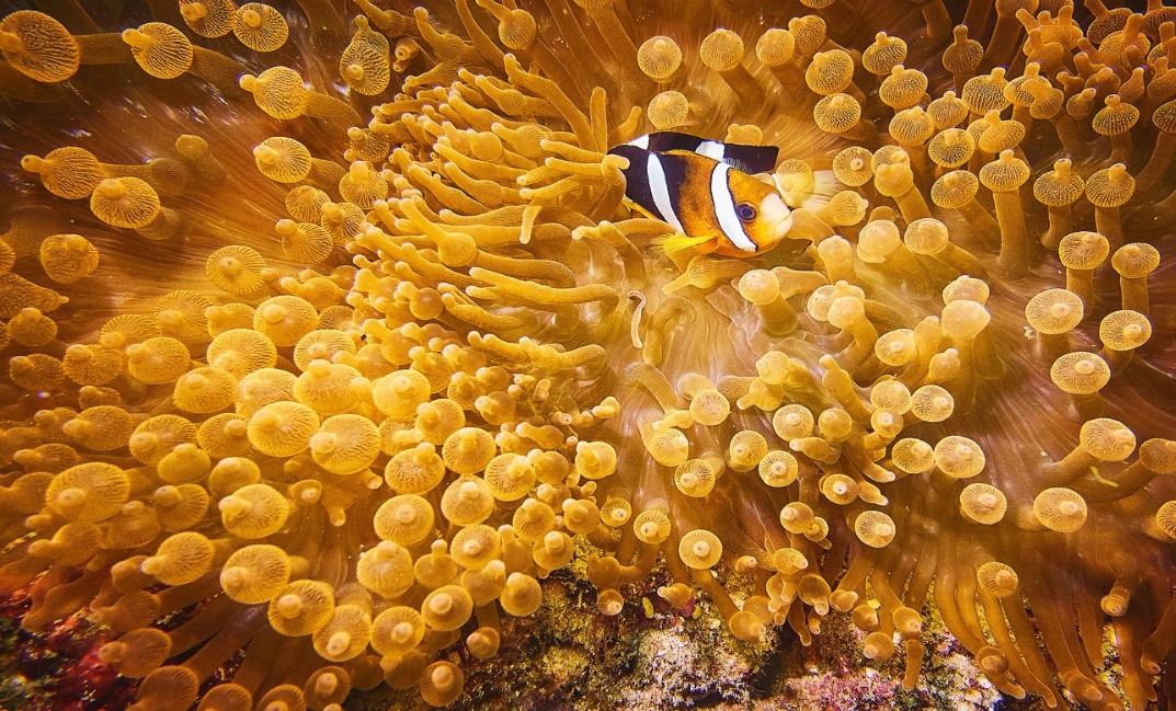 14-resized Rohan Shrestha's photography series of Raja Ampat's marine life.