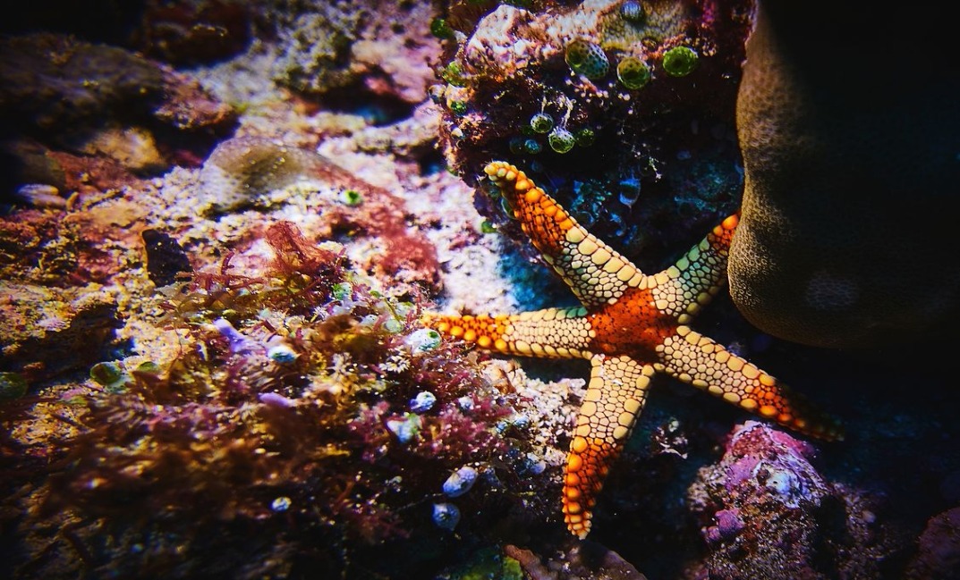 2-resized Rohan Shrestha's photography series of Raja Ampat's marine life.