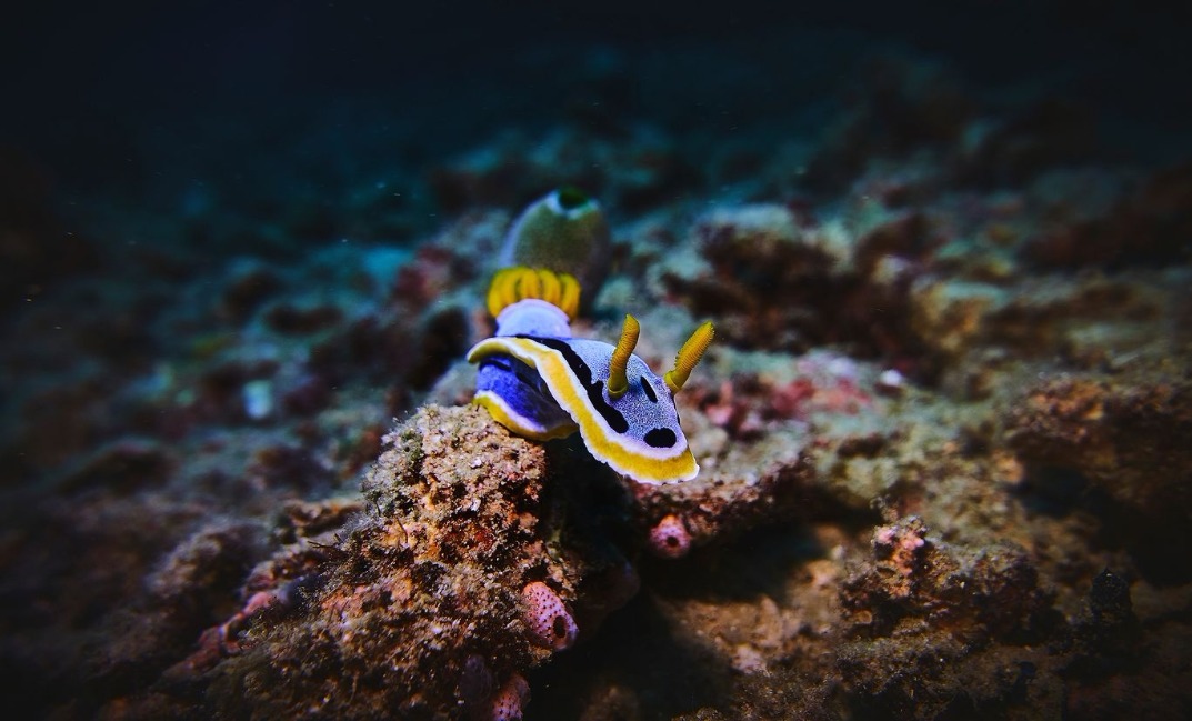 3 -resized Rohan Shrestha's photography series of Raja Ampat's marine life.