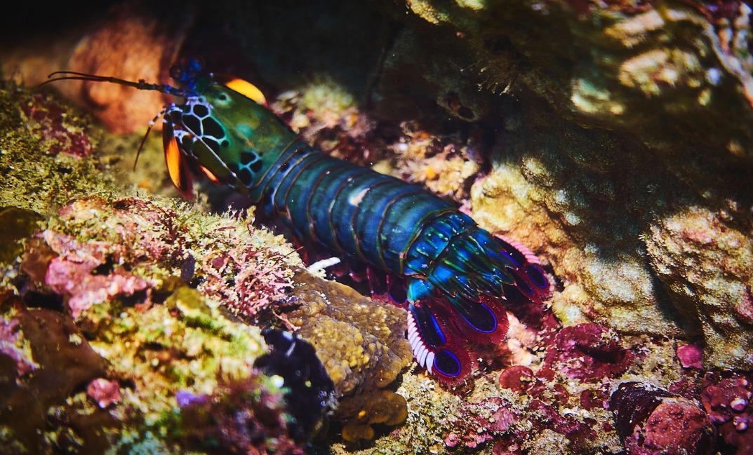 4- resized Rohan Shrestha's photography series of Raja Ampat's marine life.