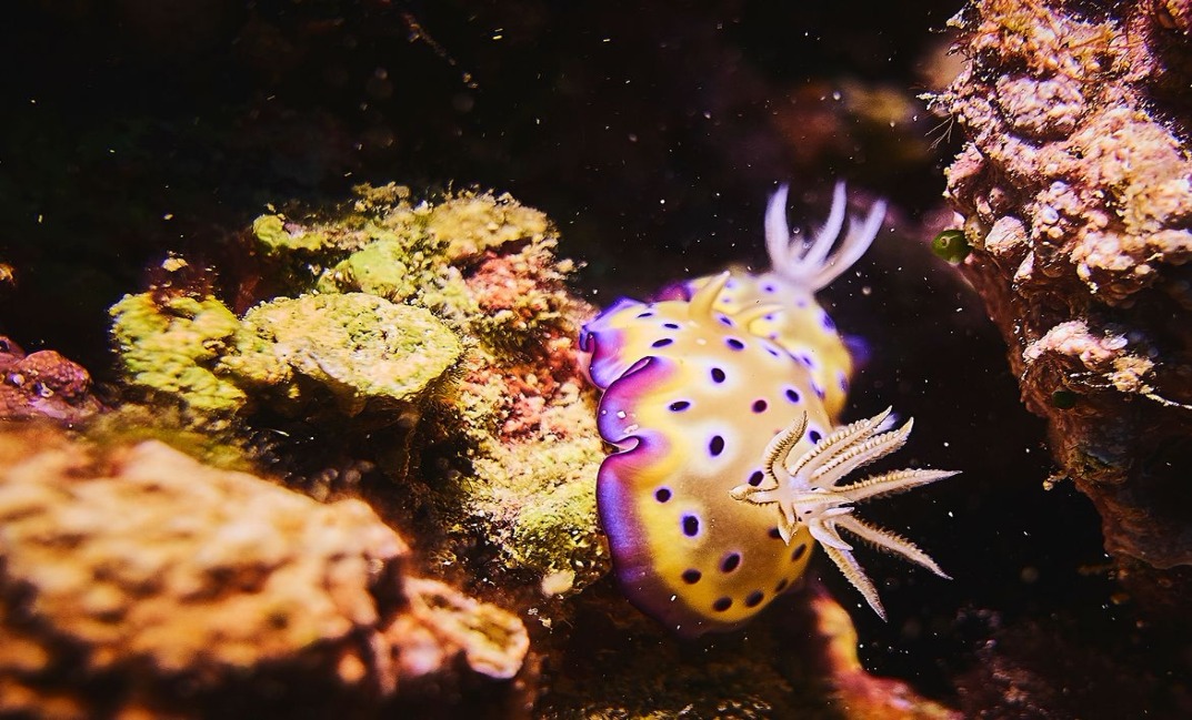 5-resized (1) Rohan Shrestha's photography series of Raja Ampat's marine life.