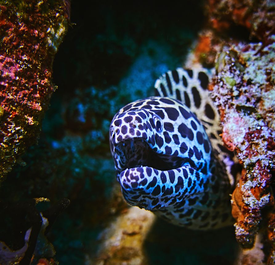 6-square Rohan Shrestha's photography series of Raja Ampat's marine life.