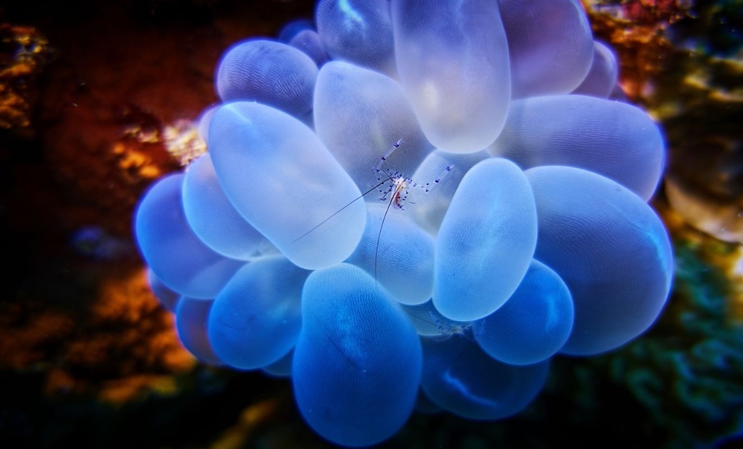 7-resized Rohan Shrestha's photography series of Raja Ampat's marine life.