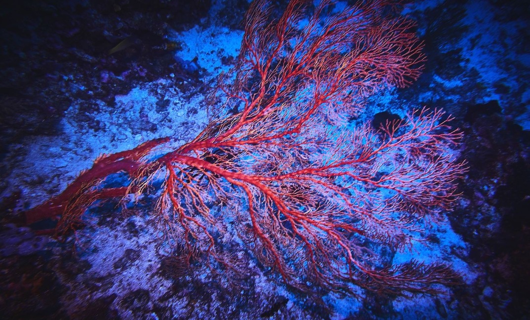 8-resized Rohan Shrestha's photography series of Raja Ampat's marine life.