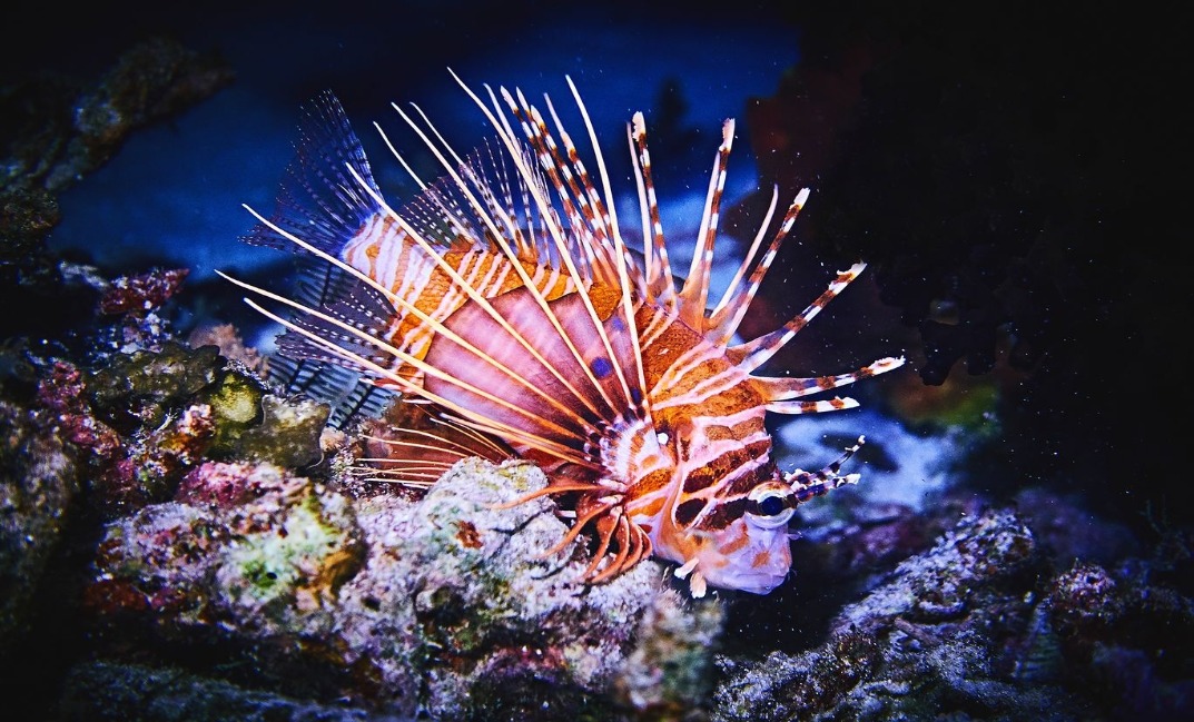 9-resized Rohan Shrestha's photography series of Raja Ampat's marine life.