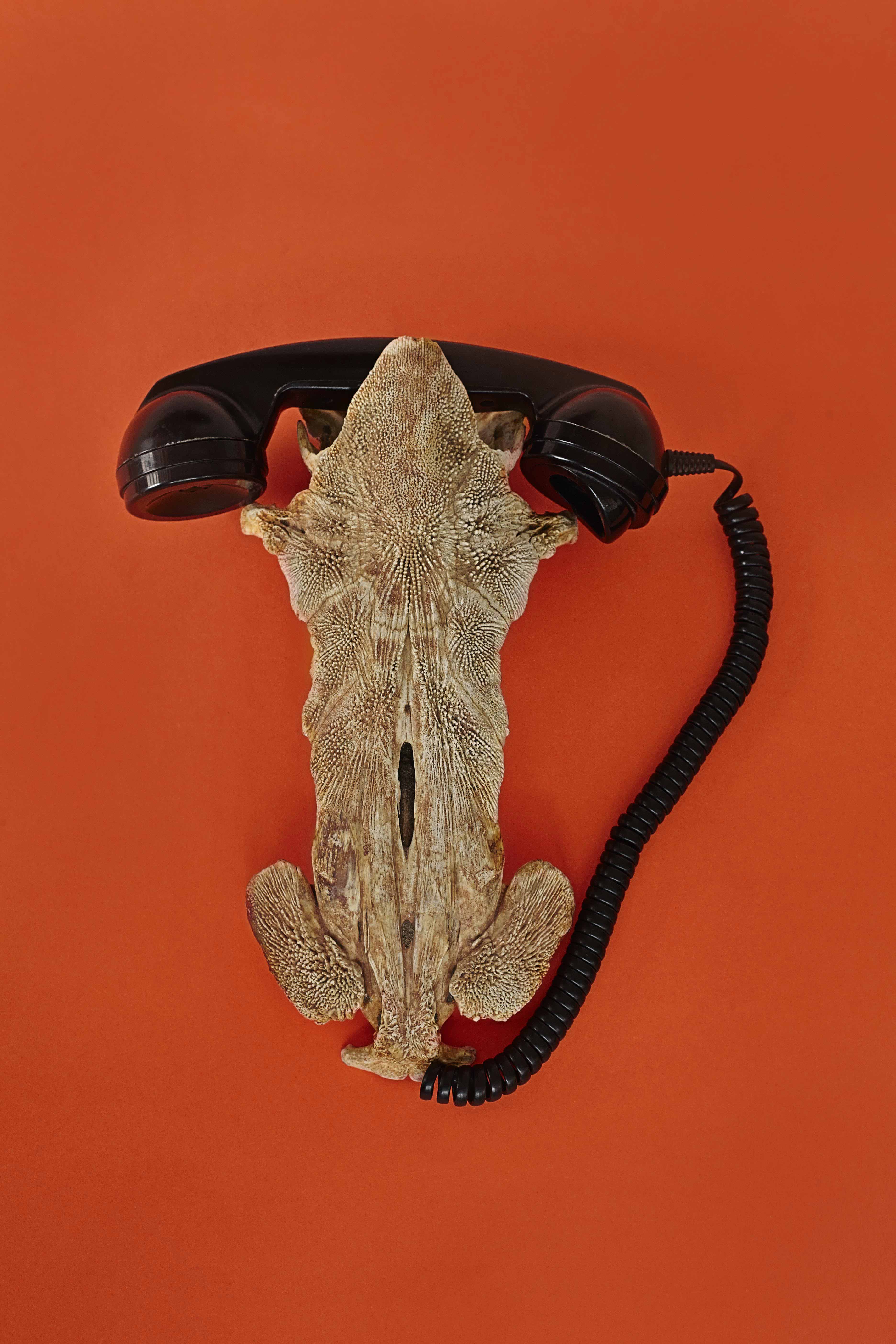 telefish